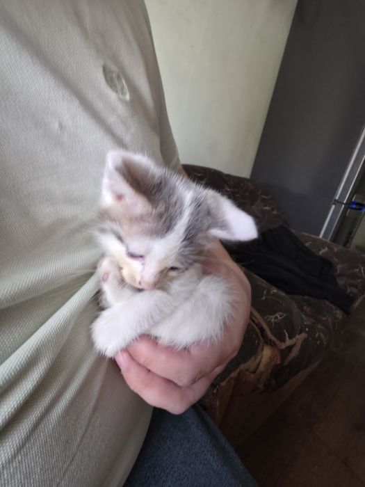 Отдам котят бесплатно
