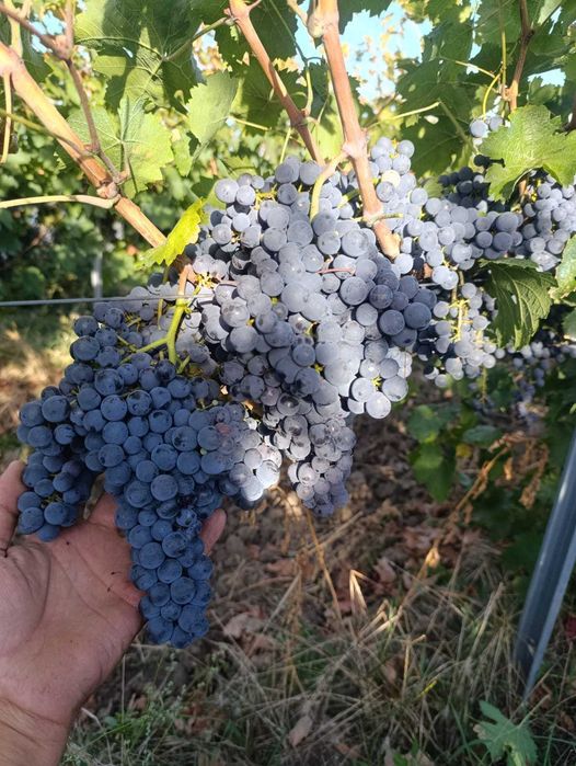 Struguri Merlot si Cabernet Sauvignon de Vânzare