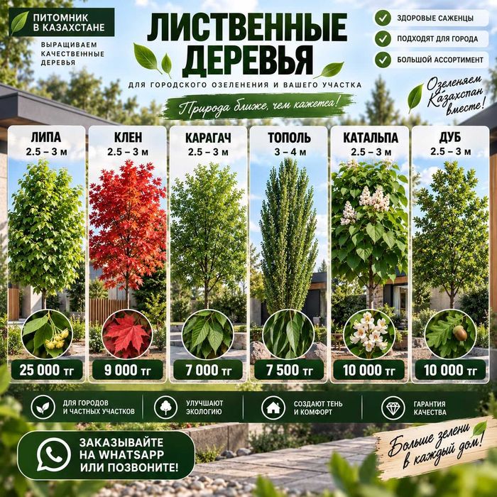 В НАЛИЧИИ Карагач Дуб Каштан Катальпа Береза Тополь