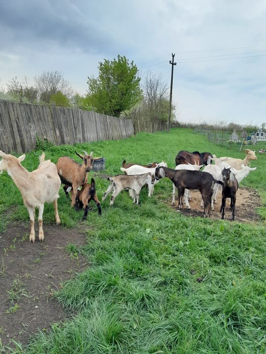 Capra metis anglo nubian