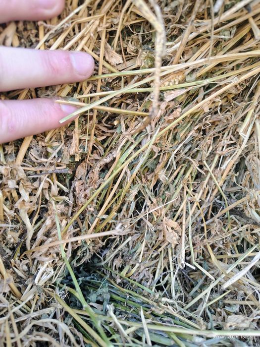 Baloți lucerna coasa a 4 a și baloți paie