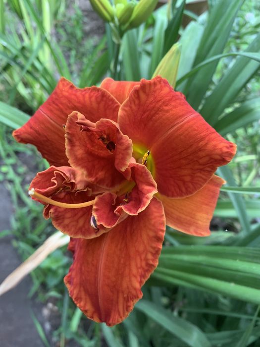 Продам цветы гортензия