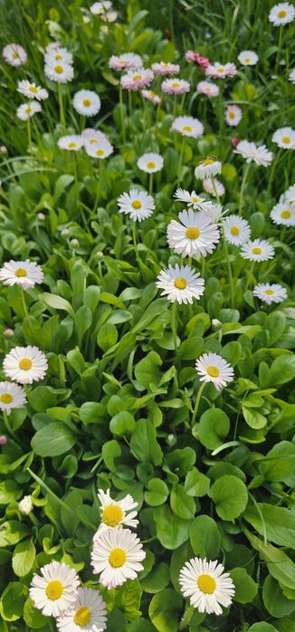 Маргаритка  хамелеон