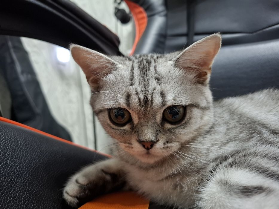 Скоттиш страйт котенок