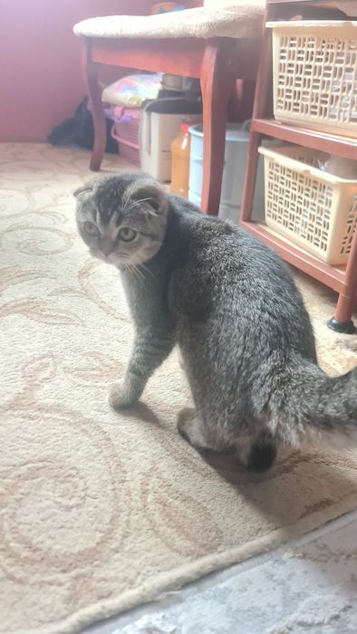 Котёнок девочка отдам