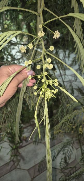 Альбиция  -Ленкоранская.
