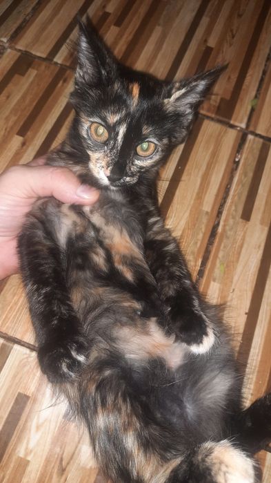 Отдам котята даром