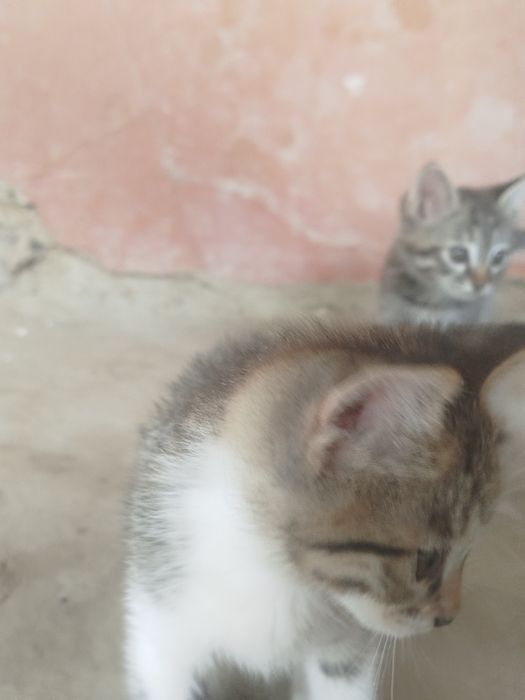 Mushuklar Hadyaa
