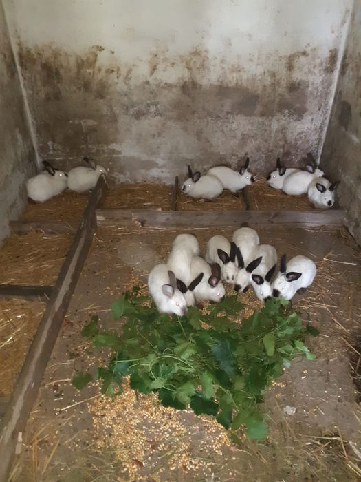 Iepuri carne si companie California