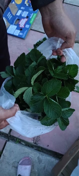 Клубника Саженцы
