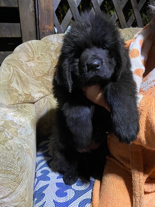 Продам щенков ньюфаундленда