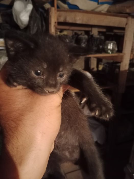 Котята отдам даром