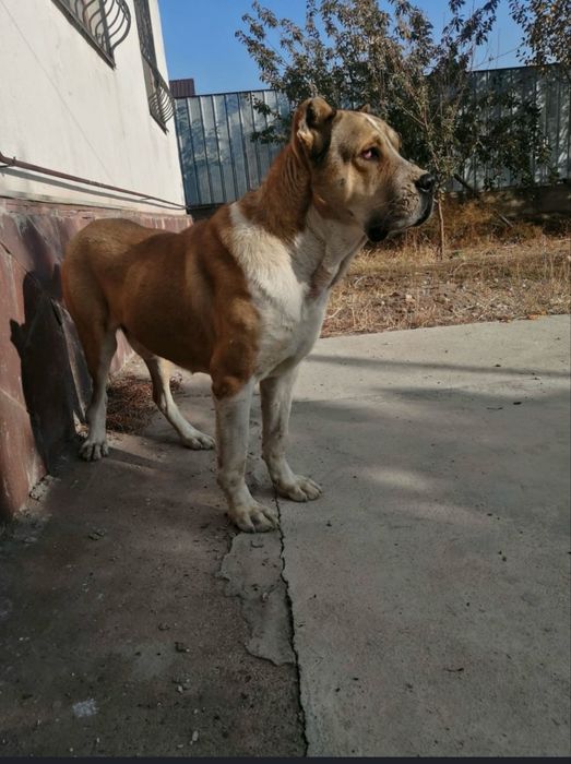 Алабай сатылады 30к бағасы келіңдер