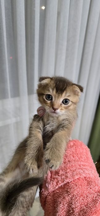 Продаю котят мальчик и девочка