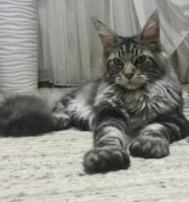 Кошечка Мейн Кун классика