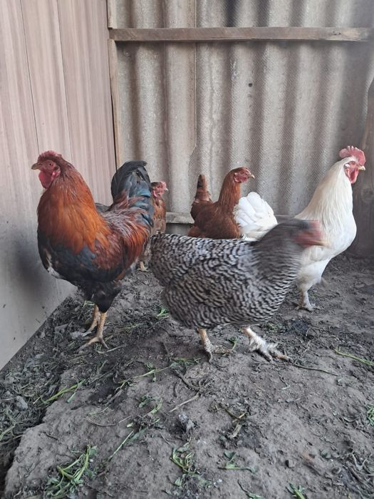 2 кораз бен 3 тауык сатамын.