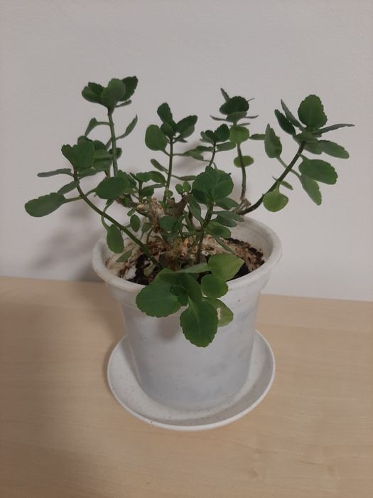 Продам отростки Каланхоэ