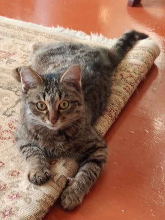 Отдам в добрые руки