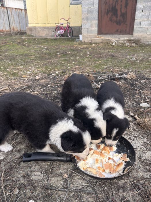 Отдам даром щенят