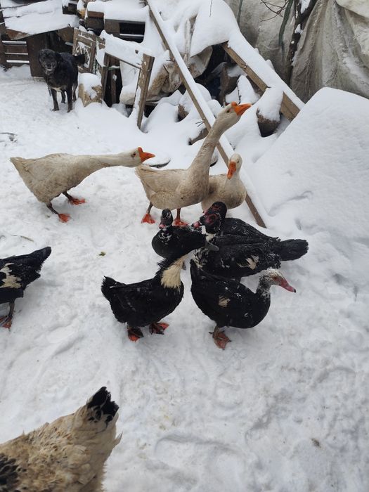Vând găini și iepuri și rațe