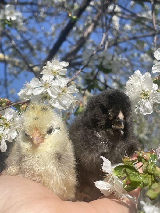 Цыплята от крупных курей