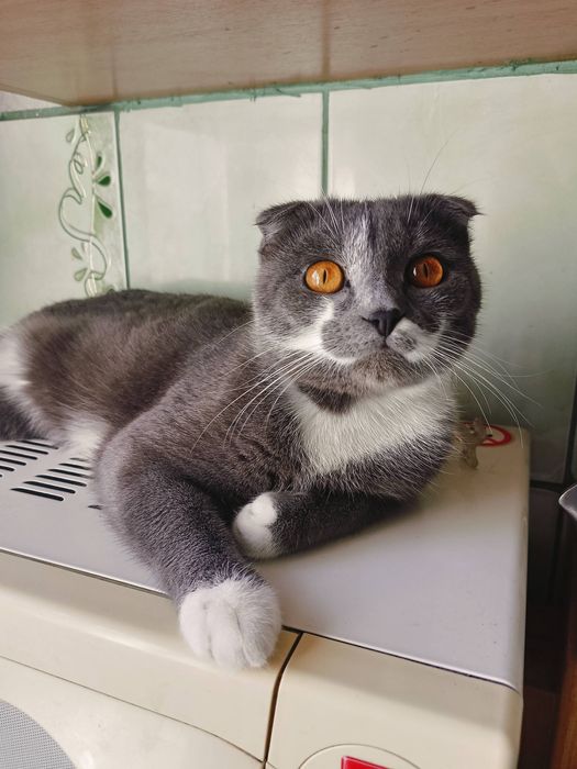 Ищем кошку доя вязки