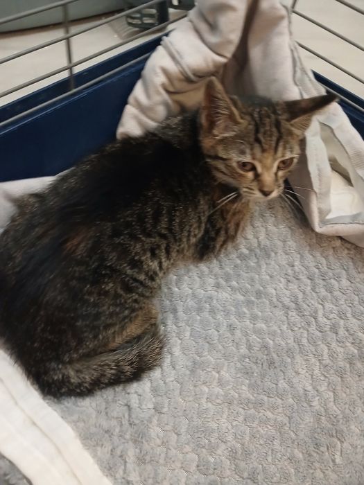 Adoptie pui de pisica roscat Sofronel