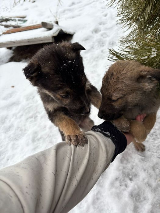 Отдам в добрые руки