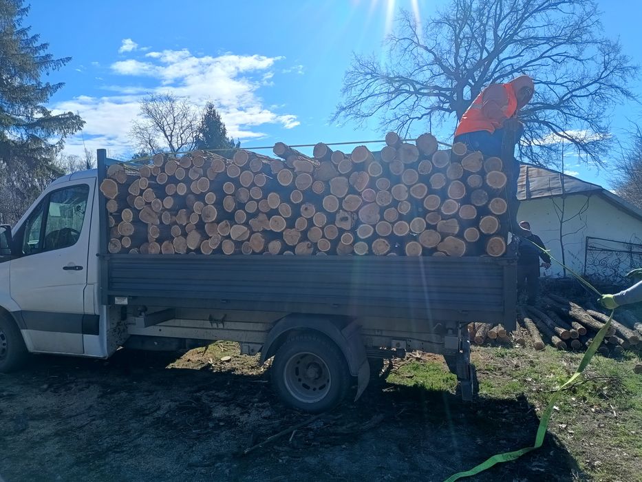 Pari de salcam, stâlpi de salcam