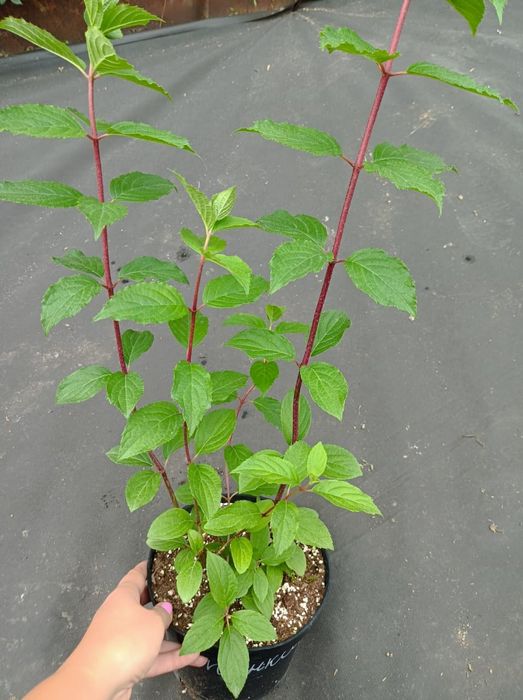 Декоративные кустарники