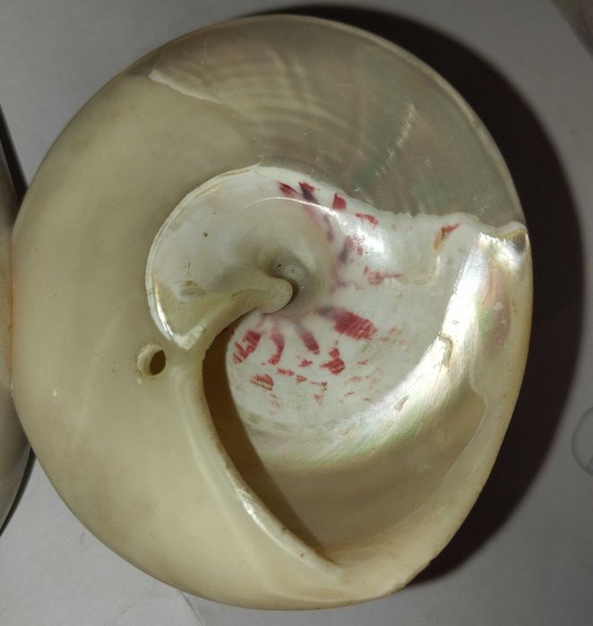 Ракушка Тихо океанская Трока Мейл или Tectus niloticus