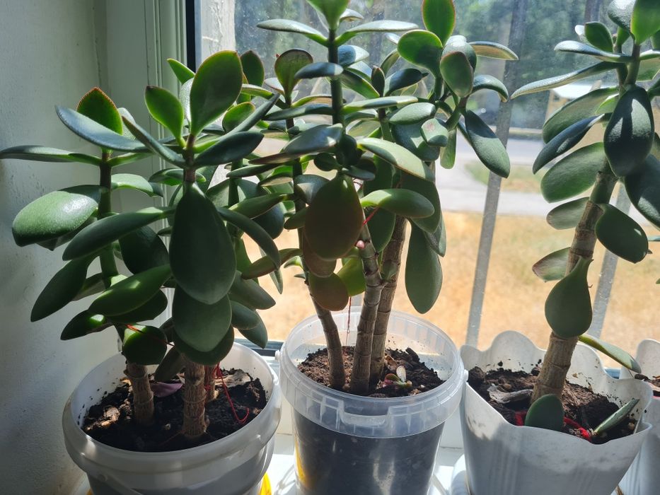 Продаю комнатные цветы