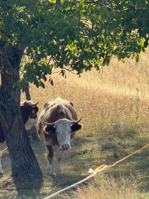 Vaca bălțată romănească