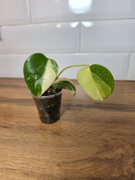 Монстера крем чиз (Monstera 'Cream Cheese')