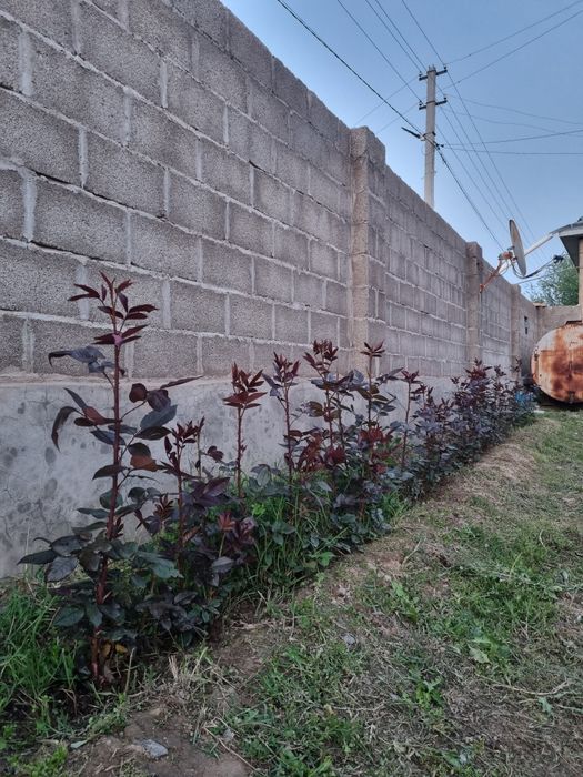 Розы  розы  розы