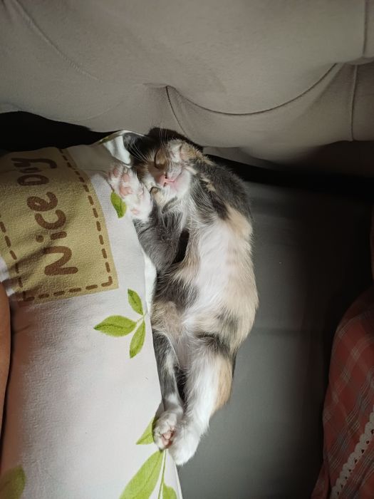 Отдам в добрые руки