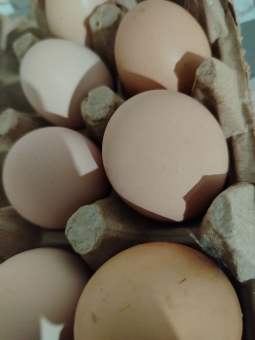 Гигант Брама тухумлари.