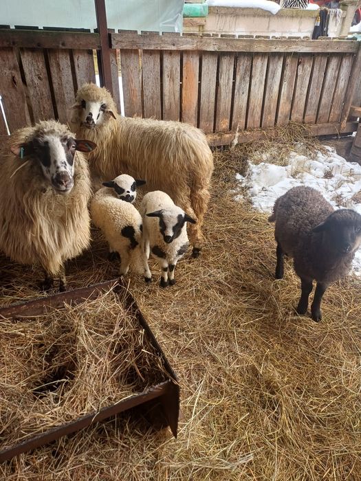 Vând 3 oi cu 3 miele și un berbec