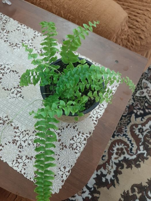 Комнатные  цветочки