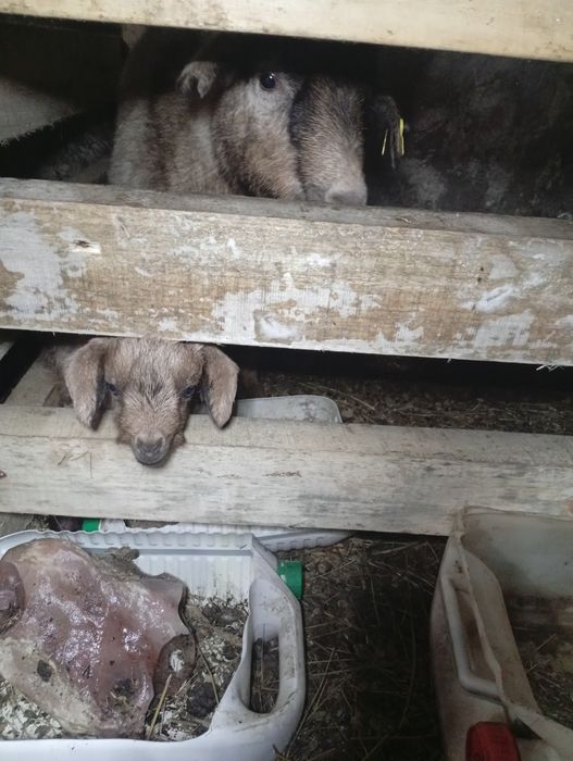 Ешкілер лағымен Сатамын