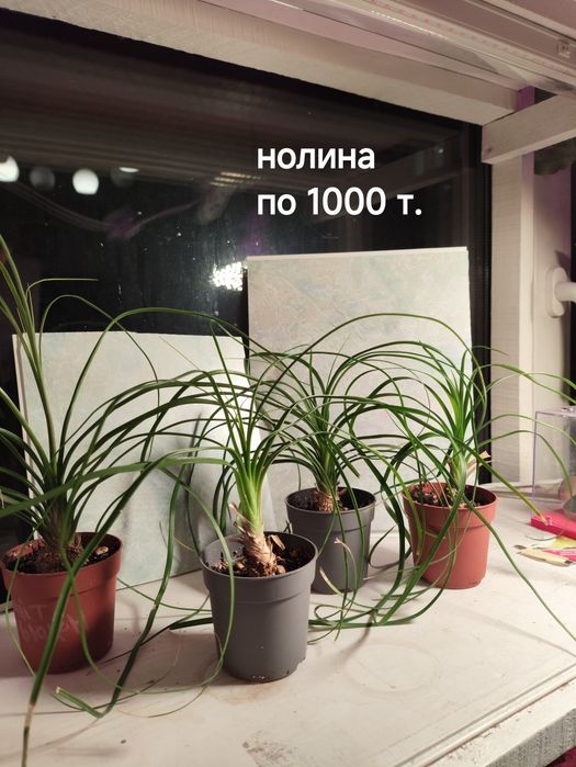 Комнатные, красивые цветы