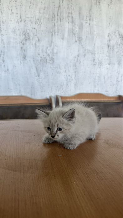 Котенки в добрые руки