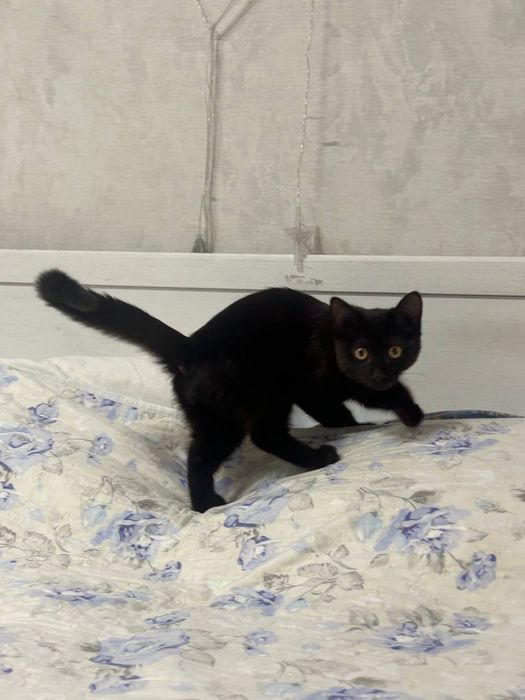 Котик бесплатно