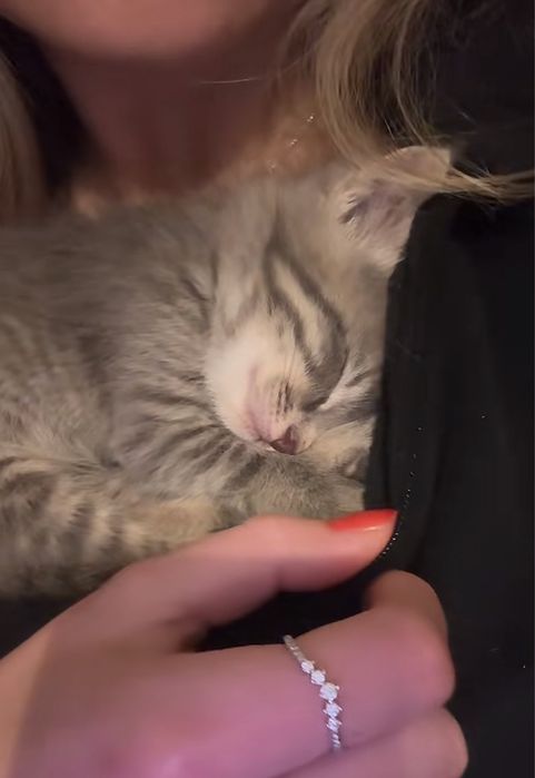 Продается котик шотландец