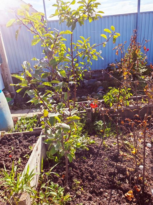 Продам саженцы деревьев икустарников