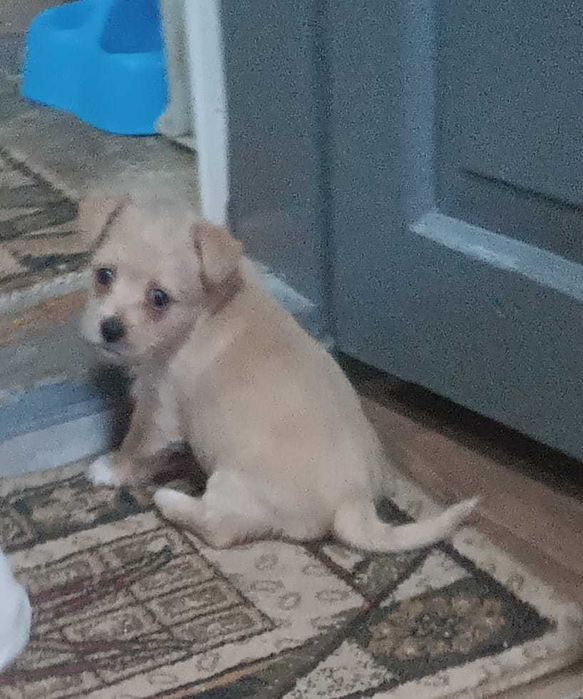 Donez 4 pui caine de rasa 6 saptamani