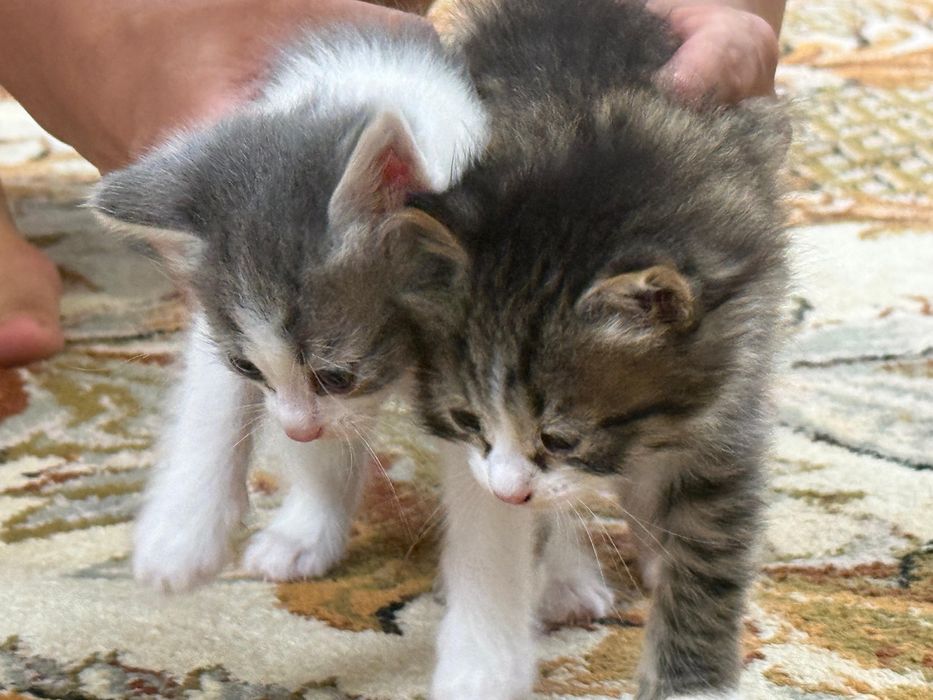Отдам котят в добрые руки