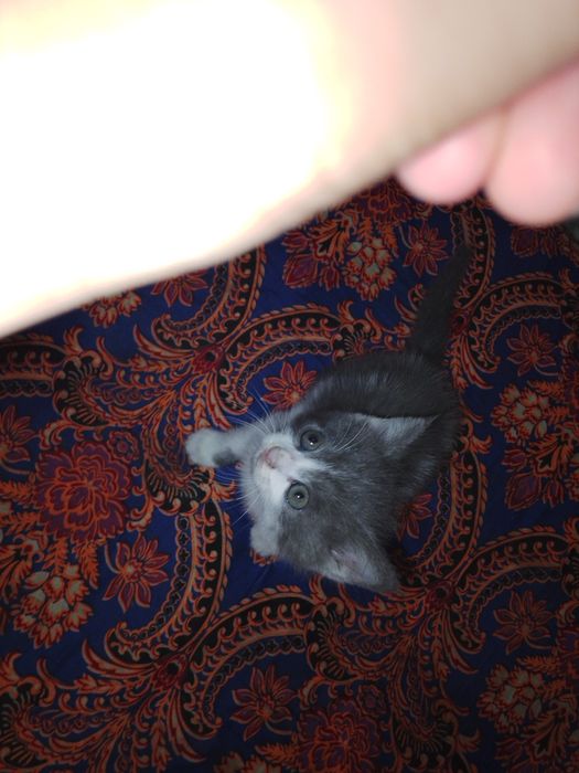 Отдаю даром котят ухоженные