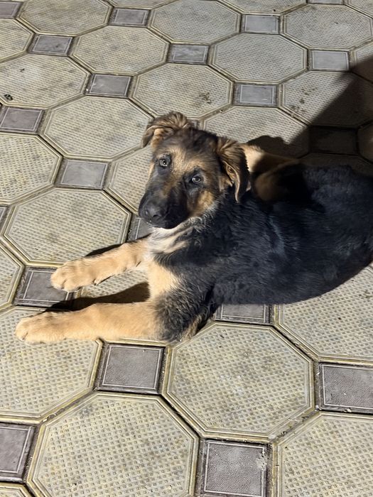 Щенкт немецкой овчарки