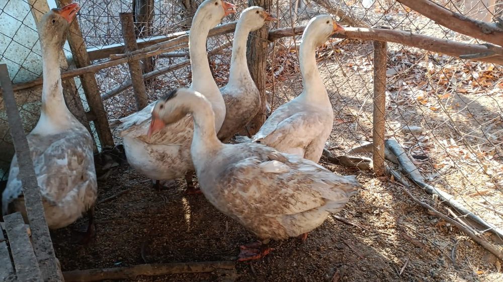 Биылғы қаз балапаны